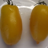 Zlatni koenigsberg paradajz: recenzije, fotografije, prinos